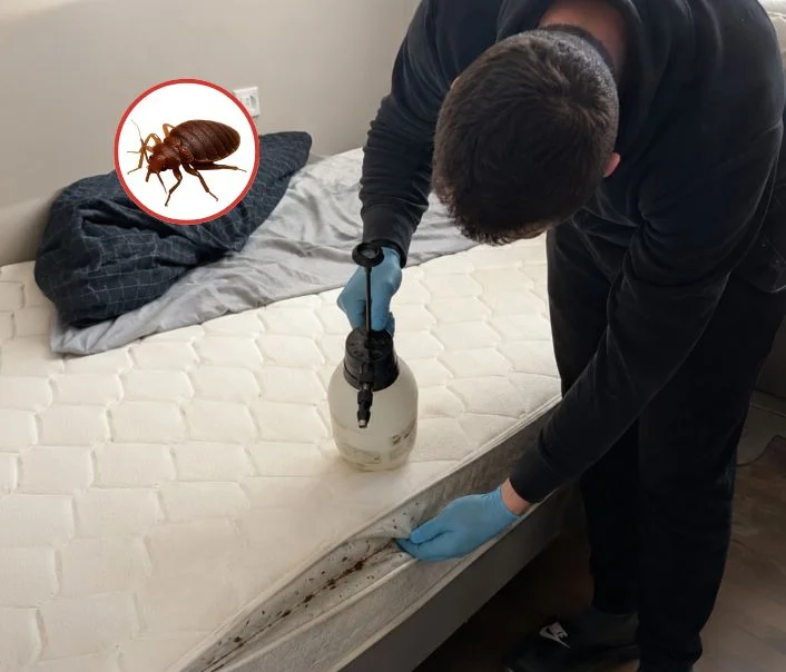 Technicien traitant un matelas contre les punaises de lit à Vauhallan